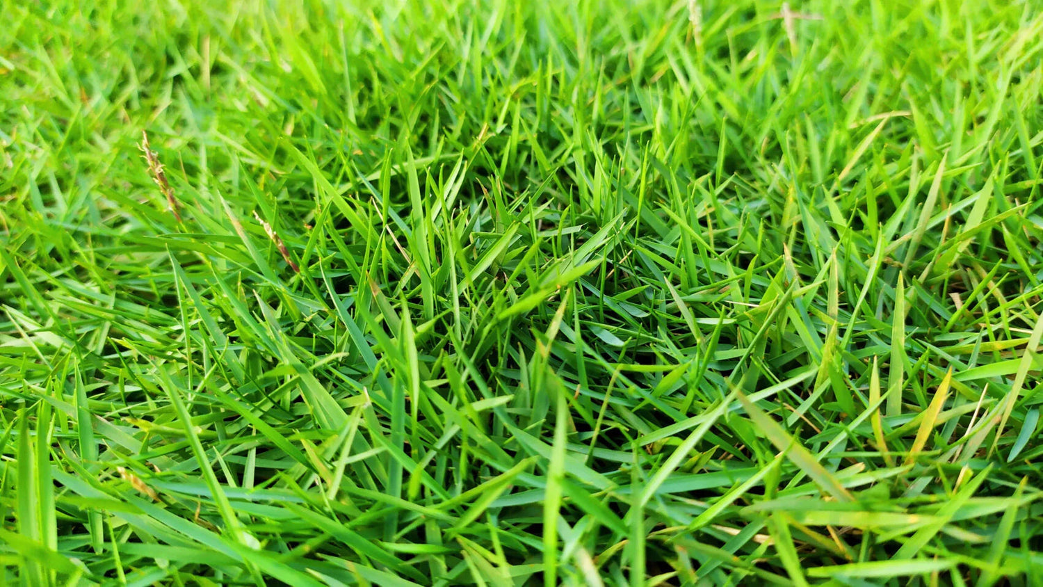 Close-up of dense, vibrant green zoysia grass blades in a healthy lawn