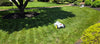 a robot mower works under a tree